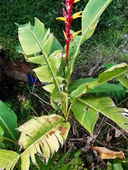 Heliconia subulata
