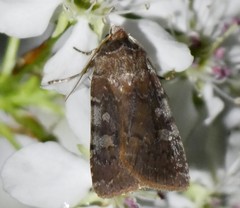 Cerastis tenebrifera
