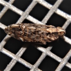 Nymphocixia caribbea