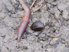 Tandonia budapestensis