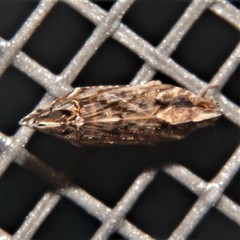 Nymphocixia caribbea