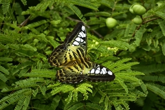 Parthenos sylvia virens