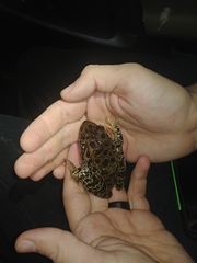 Lithobates areolatus circulosus