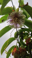 Passiflora nitida