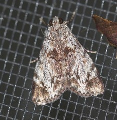 Salma cinerascens