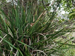 Iris foetidissima