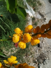 Senna alata
