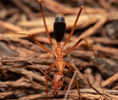 Leptomyrmex rufipes