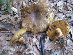 Boletus vermiculosus
