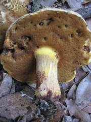 Boletus vermiculosus