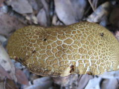 Boletus vermiculosus