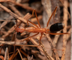 Leptomyrmex rufipes