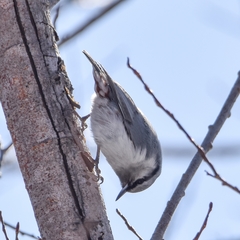 Sitta europaea albifrons