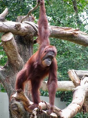 Pongo