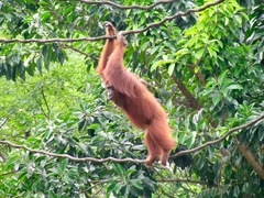 Pongo