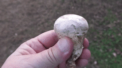 Catathelasma ventricosum