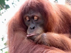 Pongo