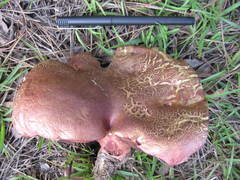 Exsudoporus floridanus