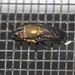 Stomorhina melastoma - Photo (c) Ian McMaster, some rights reserved (CC BY-NC), uploaded by Ian McMaster