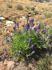 Lupinus lepidus confertus