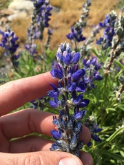 Lupinus lepidus confertus