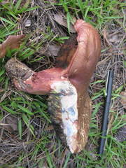 Exsudoporus floridanus