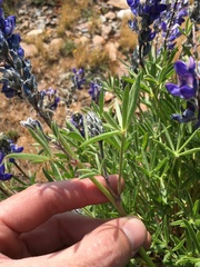 Lupinus lepidus confertus