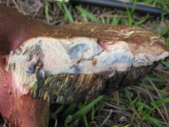 Exsudoporus floridanus