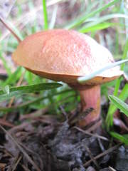 Exsudoporus floridanus