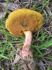 Exsudoporus floridanus