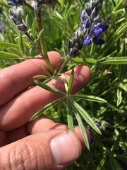 Lupinus lepidus confertus