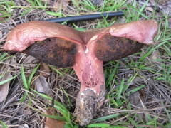 Exsudoporus floridanus