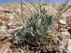 Oxytropis parryi