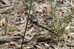 Eusynthemis tillyardi