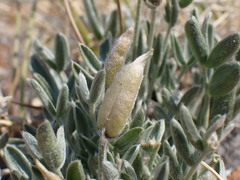 Oxytropis parryi