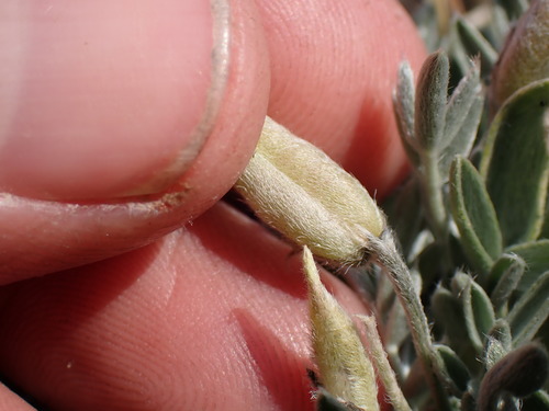 Image of Oxytropis parryi by (c) Martin Purdy, some rights reserved (CC BY)