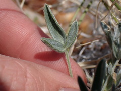 Oxytropis parryi