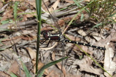 Eusynthemis tillyardi