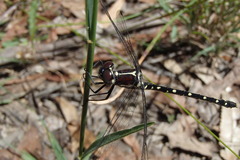 Eusynthemis tillyardi