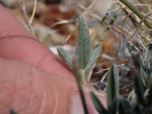 Image of Oxytropis parryi by (c) Martin Purdy, some rights reserved (CC BY)