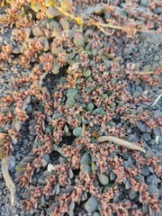 Euphorbia prostrata