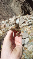 Lithobates yavapaiensis