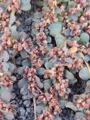Euphorbia prostrata