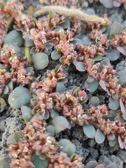 Euphorbia prostrata