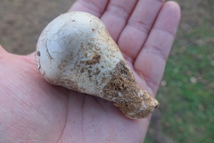 Catathelasma ventricosum