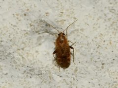 Hamatophylus guttulosus