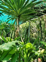 Dracaena cambodiana