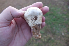 Catathelasma ventricosum