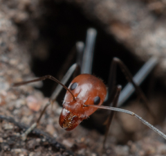 Iridomyrmex rubriceps
