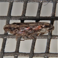 Nymphocixia caribbea
